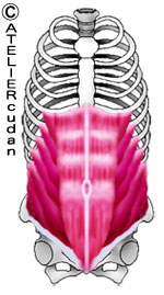 Abdominis muscle