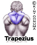 Trapezius